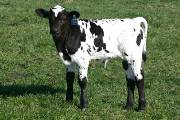Winning Time - High Time x Winchester - 2005 Bull - r_804