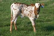 Zickelfoose Calf 2006 - Zickelfoose x Victory Lap - 2005 Bull - r_976