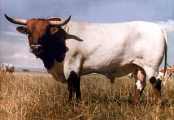 Rangers Big'Un - T-1539 - rangers_big_un