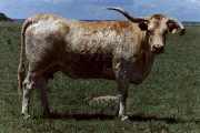 Rangers Measles - T-8238 - rms