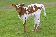 Hit'N Win - Choice Hitter x Win Win - 2006 Calf - s_1016