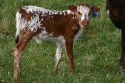 s_1033_s.jpg - High Hope x Mile Marker - 2006 Bull
