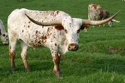 Ace Doran - Zhimost x Highway Man - 2002 Steer - s_1079