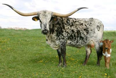 Shadow Jubilee with calf
