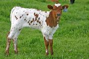 Sam I Am - Samsara x Over Kill - 2006 Heifer - s_1261