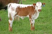 s_1267_s.jpg - Unattainable x Mile Marker - 2006 Heifer