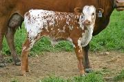 s_1273_s.jpg - Shabby Vision x Mile Marker - 2006 Bull