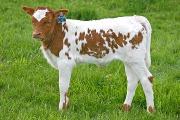 Pheno Win - Pheno x Win Win - 2006 Heifer - s_1276