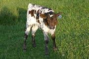 Kill On Demand - Senachoo x Over Kill - 2006 Bull - s_1455