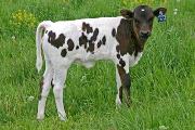 Loofless - Spring Board x Unloofed - 2006 Heifer - s_1482