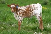 Yukon - Tundra x Victory Lap - 2006 Heifer - s_1483