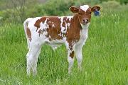 Super Coeta Calf 2006 - Super Coeta x Win Win - 2006 Bull - s_1515