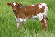 Kill To Win - Win Jubilee x Over Kill - 2006 Bull - s_1523
