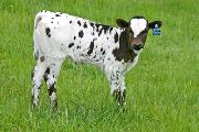 Mystic - Smoky Vision x Over Kill - 2006 Heifer - s_1532