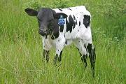 Killo Greeter - Over Shadowed x Over Kill - 2006 Bull - s_1540
