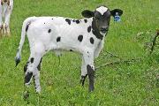 Gunna Zip Calf 2006 - Gunna Zip x Over Kill - 2006 Heifer - s_1565