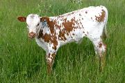 s_1599_s.jpg - Field of Pearls x Mile Marker - 2006 Bull