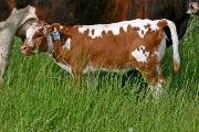 s_1621_calf_s.jpg - Quester x Mile Marker - 2006 Heifer