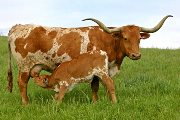 Zickelfoose - Zickelfoose - s_1654