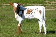Case Duty - Win The Case x Super Duty - 2006 Heifer - s_1678