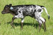 Kiss My Toccata Calf 2006 - Kiss My Toccata x Adrenalin - 2006 Bull - s_1707