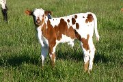 Speed Bowl - Unblinking x Super Bowl - 2006 Calf - s_1730