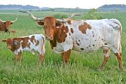 Legends Gal - I-243479 - s_1906