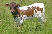 Win Diggity - Zhi Hot x Winchester - 2006 Bull - s_2120