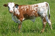 s_2132_s.jpg - Shabby Vision x Mile Marker - 2006 Bull