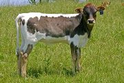 By and By - Shining Aloof x Win Win - 2006 Heifer - s_2140