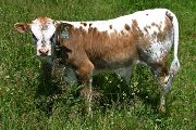 Tycoon - Field Most x Unlimited - 2006 Bull - s_2177