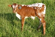 s_2242_s.jpg - Sena Star x Mile Marker 2006 Bull