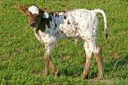 Win The Gold - Search For Gold x Winchester - 2006 Bull - s_2246