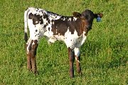 Blaze Of Glory Calf 2006 - Blaze of Glory x Over Kill - 2006 Bull - s_2248