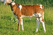 Fancy V Calf 2006 - Fancy V x Win Win - 2006 Bull - s_2254