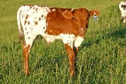 Victory Cry - Gleaming Gun x Victory Lap - 2006 Bull - s_2258