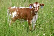 s_2272_s.jpg - Jump'N Raffles x Mile Marker - 2006 Bull
