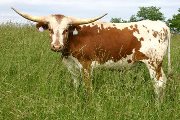 Unraffled - Unanchored x Winchester - 2004 Steer - s_2316