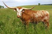 Fielders Jigsaw - Jigsaw x Fielder - 2002 Steer - s_2321