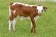 s_2333_s.jpg - Foolish Curl x Mile Marker - 2006 Bull