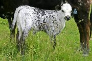 s_2335_s.jpg - Black Water x Mile Marker - 2006 Bull