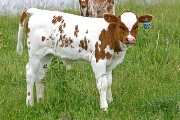 Sena Dew Calf 2006 - Sena Dew x Super Bowl - 2006 Bull - s_2338
