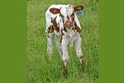 s_2357_s.jpg - Sadie Sam x Mile Marker - 2006 Bull