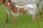 Noble Amends - Amenable x Victory Lap - 2006 Heifer - s_2367