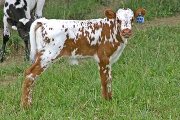 s_2369_s.jpg - Head Over Heels x Mile Marker - 2006 Heifer