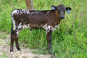 Win Sequoia Calf 2006 - Win Sequoia x Over Kill - 2006 Bull - s_2413