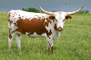 s_2468_s.jpg - Mile Jumper