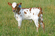 Killer Sky - Super Sky x Over Kill - 2006 Calf - s_2570