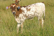 Killian - Victory Ahead x Over Kill - 2006 Bull - s_2715