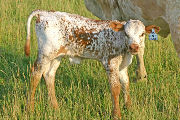 Finesse Calf 2006 - Finesse x Over Kill - 2006 Bull - s_2742